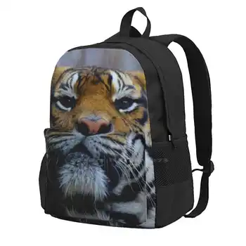 Рюкзак с тигровым лицом, модные сумки, Дикое животное, Тигр